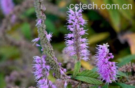 香薷的功效与作用及药用价值-1