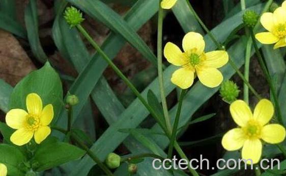 猫爪草的功效与作用 猫爪草的食用禁忌-0