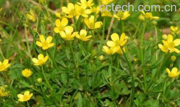 猫爪草的功效与作用 猫爪草的食用禁忌-1