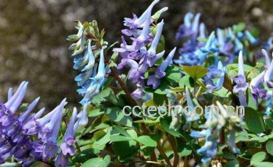 延胡索的功效与作用及药用价值-1