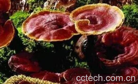 灵芝怎么吃效果最好 灵芝最有效的吃法-1