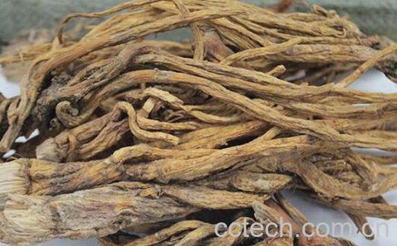  云雾七的功效与作用及药用价值-0