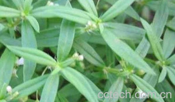 虾子草的功效与作用及药用价值-0
