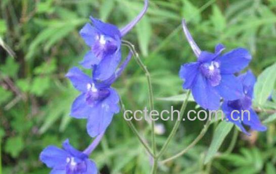  云雾七的功效与作用及药用价值-1