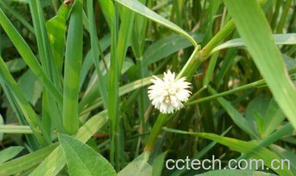 虾子草的功效与作用及药用价值-1