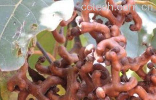 枳鹤拥墓πв胱饔眉耙┯眉壑-0