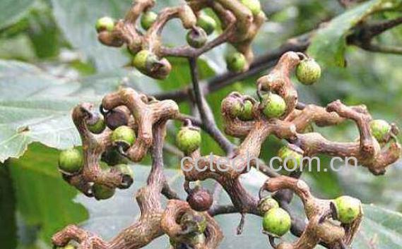 枳鹤拥墓πв胱饔眉耙┯眉壑-1