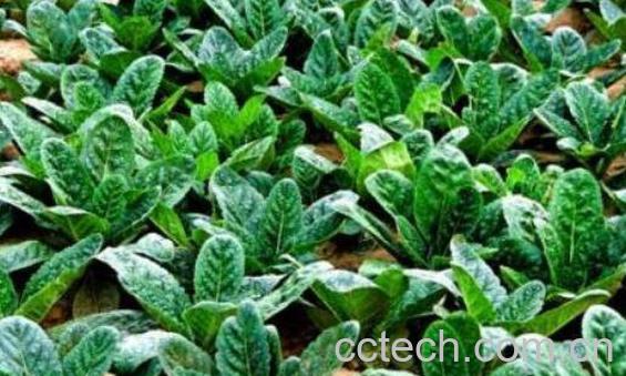 地黄叶的功效与作用及药用价值-0