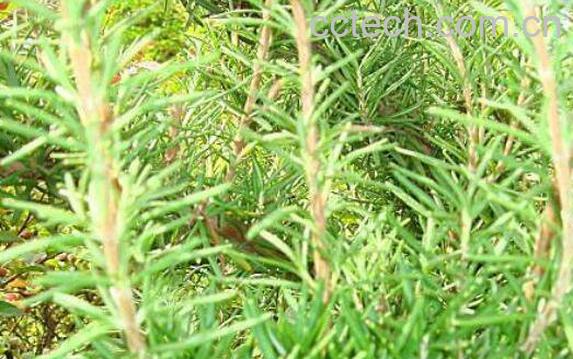 声色草的功效与作用及药用价值-0