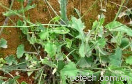 声色草的功效与作用及药用价值-1