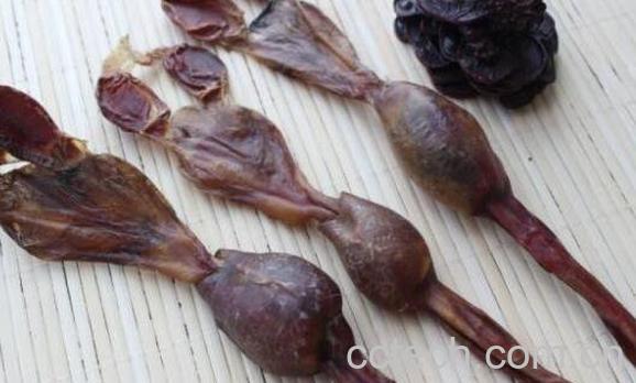 海狗鞭的功效与作用-0