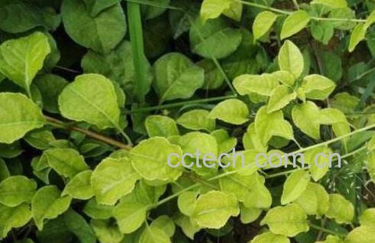 南蛇藤的功效与作用及药用价值-0