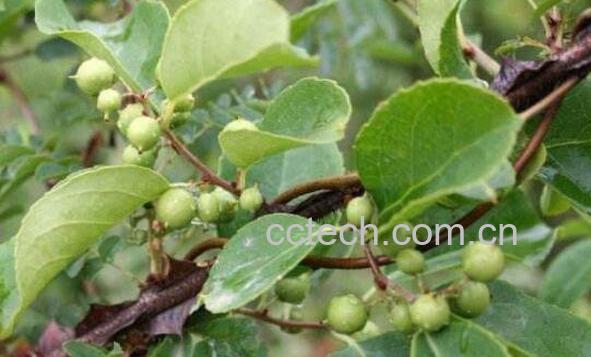 南蛇藤的功效与作用及药用价值-1