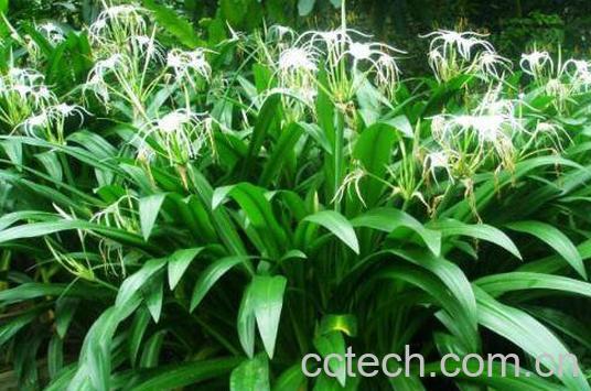 水鬼蕉叶的功效与作用及药用价值-0