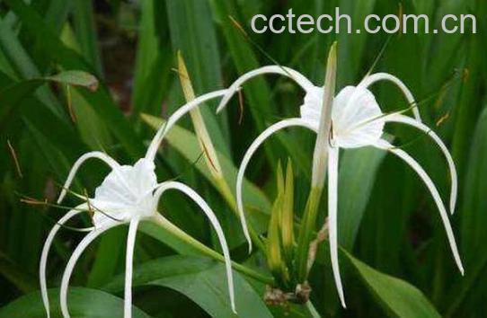 水鬼蕉叶的功效与作用及药用价值-1