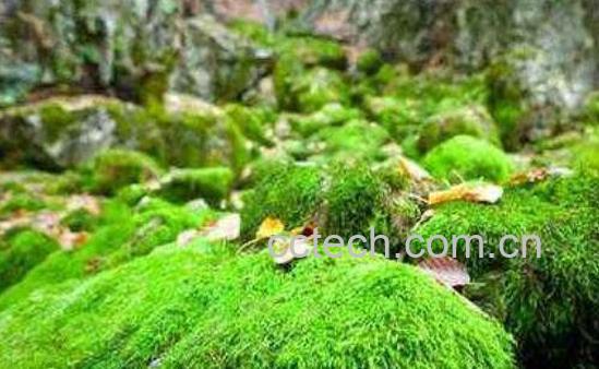 太阳针的功效与作用及药用价值-1