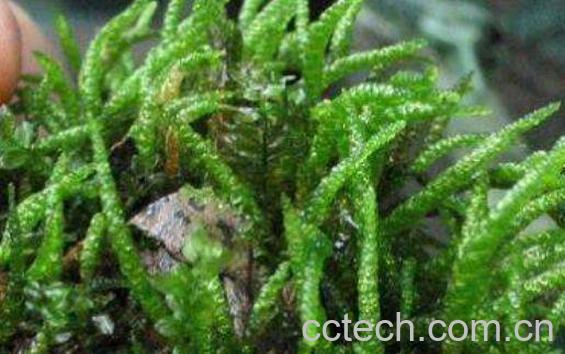 太阳针的功效与作用及药用价值-0