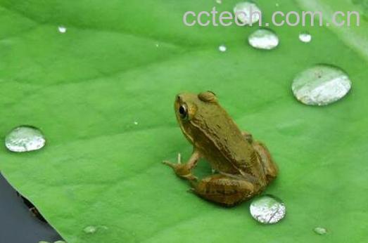 青蛙胆的功效与作用及药用价值-0
