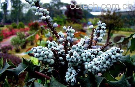 十大功劳的功效与作用 十大功劳的药用价值-1