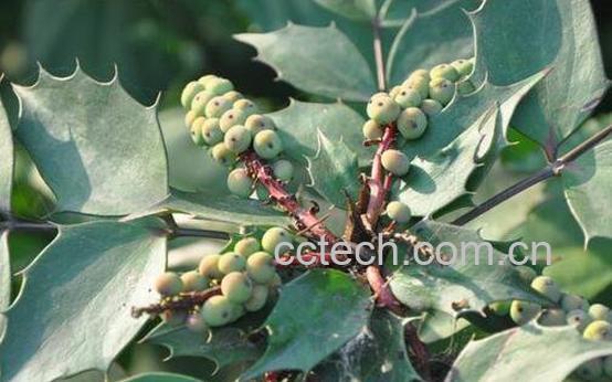 十大功劳的功效与作用 十大功劳的药用价值-0