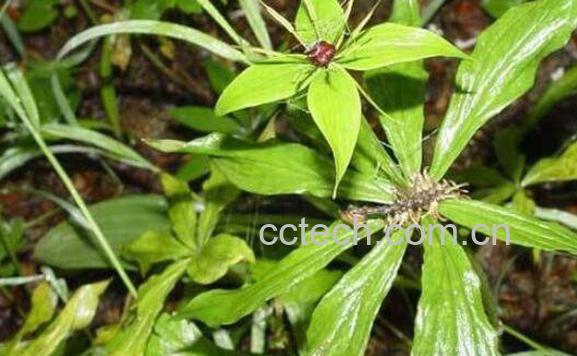 独角莲的功效与作用 独角莲的药用价值 -0