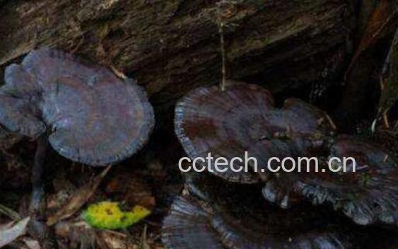 天然灵芝如何吃 天然灵芝的食用方法-0