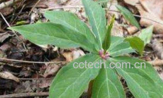 独角莲的功效与作用 独角莲的药用价值 -1