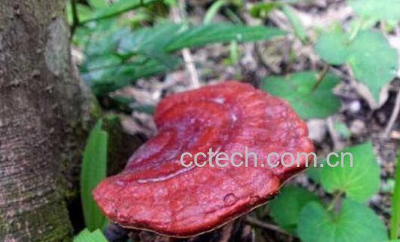 天然灵芝如何吃 天然灵芝的食用方法-1