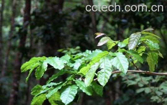 木蝴蝶树皮的功效与作用-1