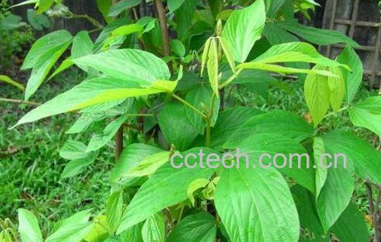 千斤拔的功效与作用 千斤拔的使用禁忌-1