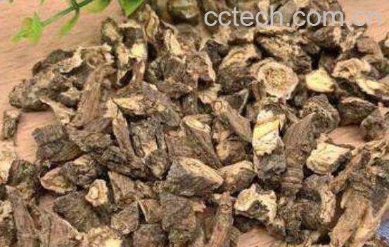 蒲公英根的功效与作用-0