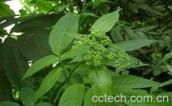 中药陆英的功效与作用及药用价值-0