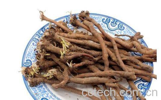 蒲公英根的功效与作用-1