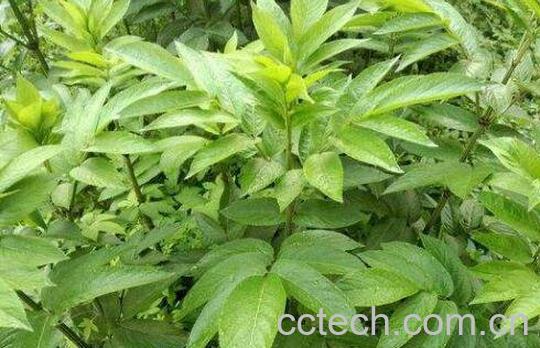 中药陆英的功效与作用及药用价值-1