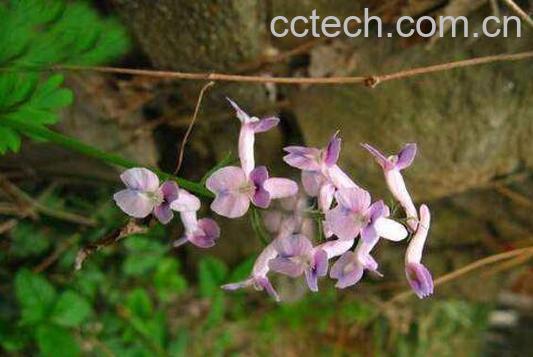 夏天无的功效与作用-1