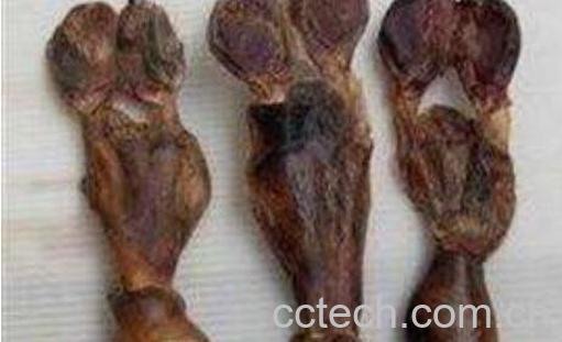 狗鞭泡酒的功效与作用-0