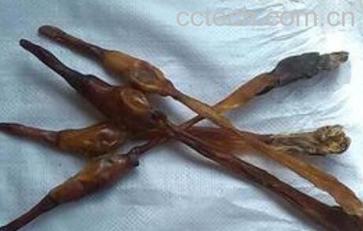 狗鞭泡酒的功效与作用-1