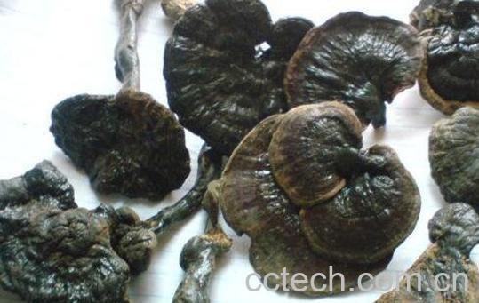 野生灵芝的功效与作用 野生灵芝的服用方法-1