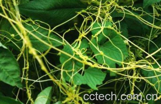 无根草的功效与作用及药用价值-0