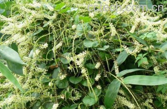 无根草的功效与作用及药用价值-1