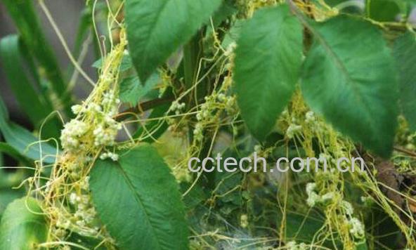 无根草泡水有什么作用 无根草泡水喝的作用-1