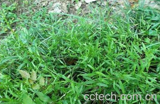 熊蕨根的功效与作用及药用价值-1