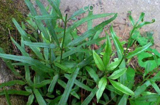 熊蕨根的功效与作用及药用价值-0