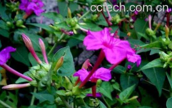 紫茉莉子的功效与作用及药用价值-0