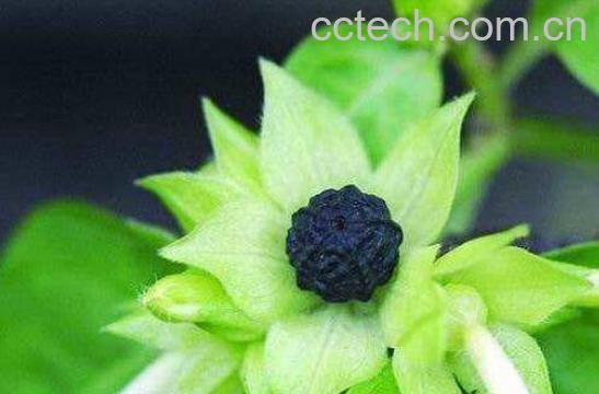 紫茉莉子的功效与作用及药用价值-1