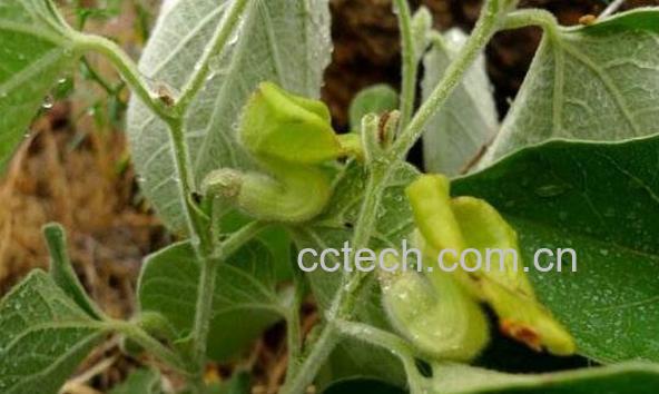 寻骨风的功效与作用 寻骨风的药用价值-1