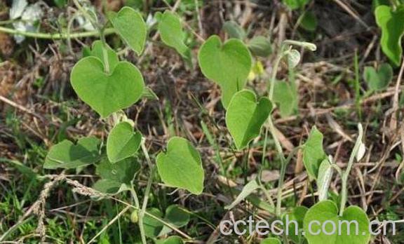 寻骨风的功效与作用 寻骨风的药用价值-0