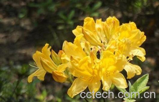 闹羊花的功效与作用及药用价值-0