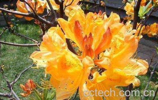 闹羊花的功效与作用及药用价值-1