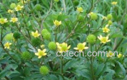 毛茛的功效与作用及药用价值-0